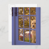 とガラスのドアを見ているゴールデンドードルパピー ポストカード (正面/裏面)