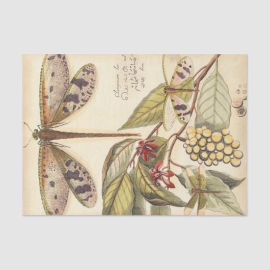 と実葉果のトンボ 薄葉紙 (正面)