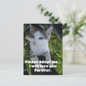 どうか私を採用して…永遠にあなたを愛し続ける ポストカード (スタンド正面)