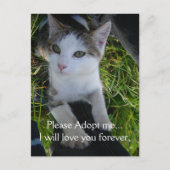 どうか私を採用して…永遠にあなたを愛し続ける ポストカード (正面)