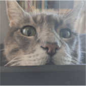 どうしたの、ネコ？3"ビニールステッカー シール (正面)