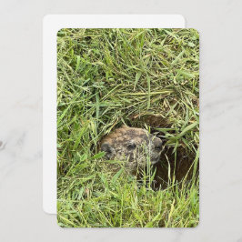 どうしたの？フラットシーズンカード シーズンカード