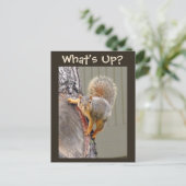 どうしたの?リスの写真 ポストカード (スタンド正面)