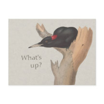 どうしたの？CC0535奇妙なブラックウッドペッカー