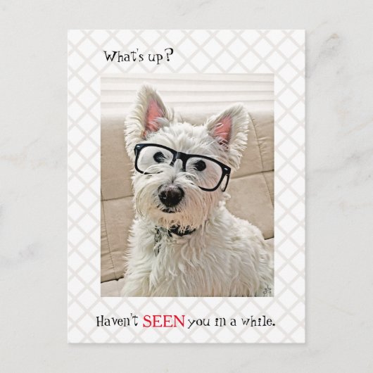 どうした、見たことない、眼鏡を掛けた犬 ポストカード (正面)