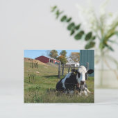 「どうだ？」牛はがき ポストカード (スタンド正面)