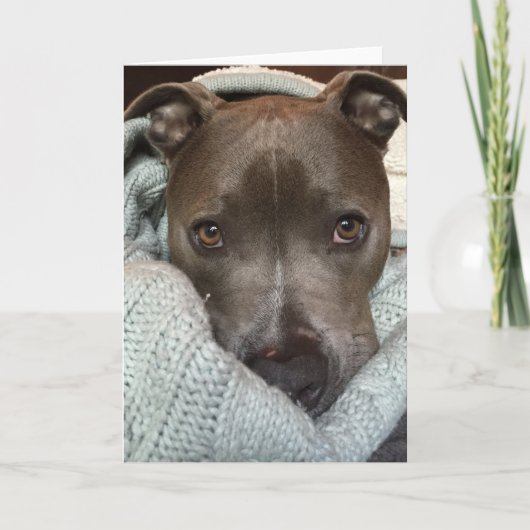 どう猛なピットブルか。 私はそうではないと考えます。 カード (正面)