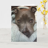 どう猛なピットブルか。 私はそうではないと考えます。 カード (黄色い花)