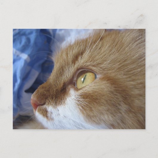 どこで見ていますか。 ポストカード (正面)