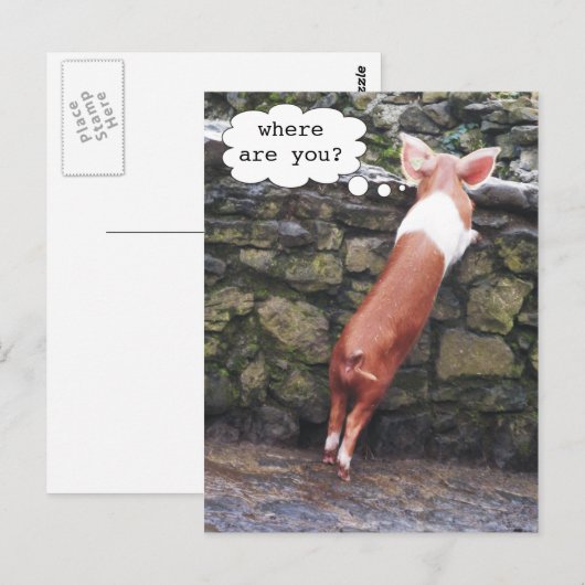 どこにいる？Pig写真おもしろいはがき ポストカード (正面/裏面)