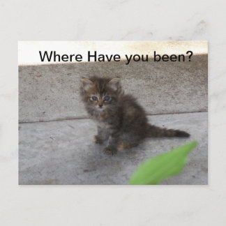 どこに行っていたの?子猫のポストカード 075 ポストカード