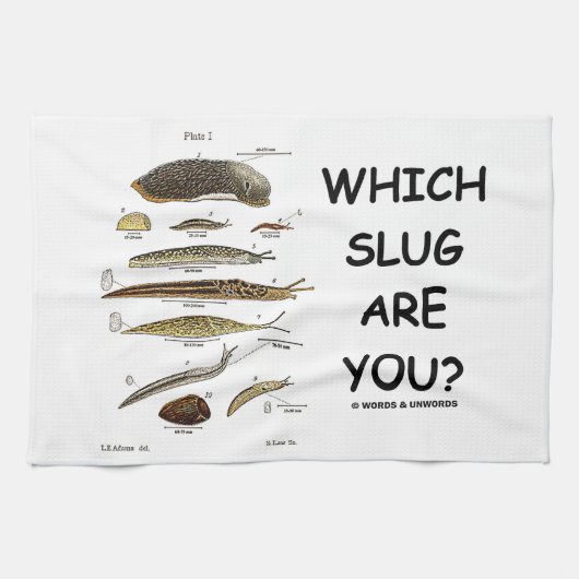 どのスラグですか。 (異なったタイプのスラグ) キッチンタオル (横)