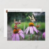 どんぐりの小妖精や小人が蝶の写真を取っている ポストカード (正面/裏面)