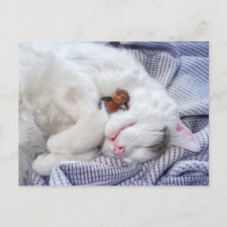 どんぐりの小妖精や小人と猫 ポストカード