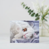 どんぐりの小妖精や小人と猫 ポストカード (スタンド正面)