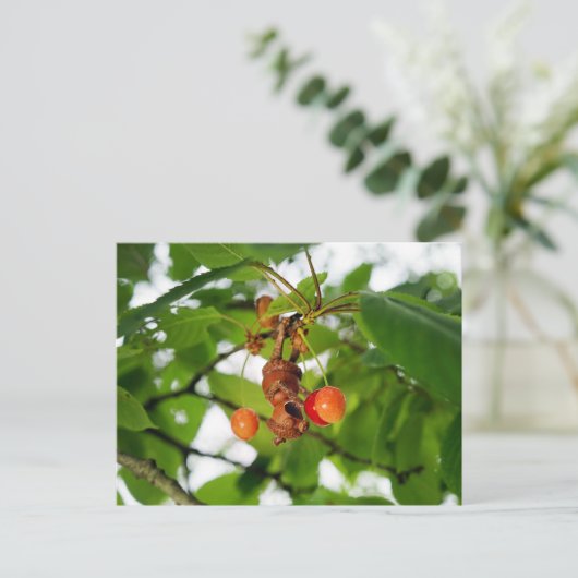 どんぐりの小妖精や小人は食べこうもりのようなさくらんぼだ ポストカード (スタンド正面)