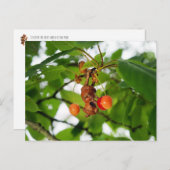 どんぐりの小妖精や小人は食べこうもりのようなさくらんぼだ ポストカード (正面/裏面)