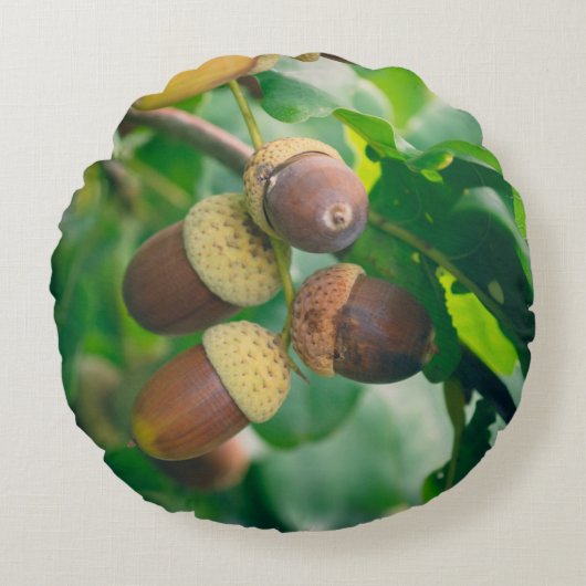 どんぐりを持つオークの枝 ラウンドクッション (正面)
