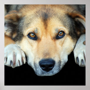 どんな色の背景でも可愛い犬 ポスター