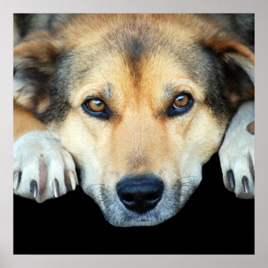 どんな色の背景でも可愛い犬 ポスター (正面)