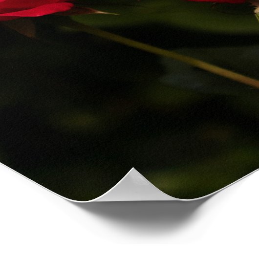 なごむ赤 ポスター (角)