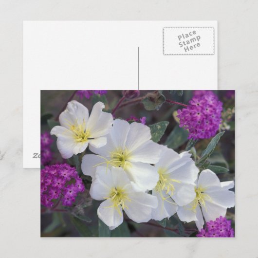 なし ポストカード (正面/裏面)