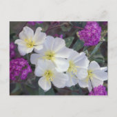 なし ポストカード (正面)