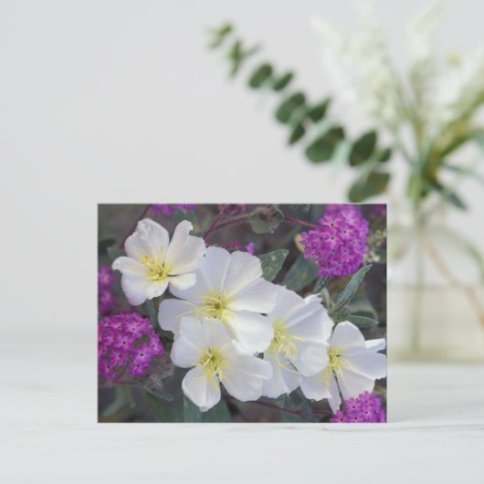 なし ポストカード (スタンド正面)