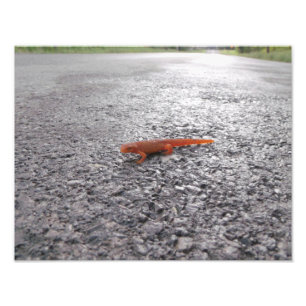 なぜサラマンダーは道路を渡った? フォトプリント