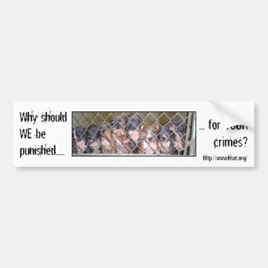 なぜ犬を罰して下さいか。 バンパーステッカー (正面)