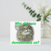なぜ猫は飼い慣らされたのか。 ポストカード (スタンド正面)