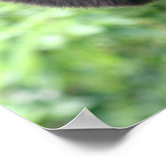 なびくサル ポスター (角)