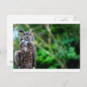 なびくフクロウ ポストカード (正面/裏面)