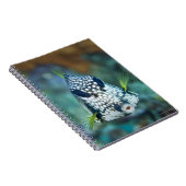 なめらかなトランクフィッシュの水中ビュー(Lactophys) ノートブック (右側)