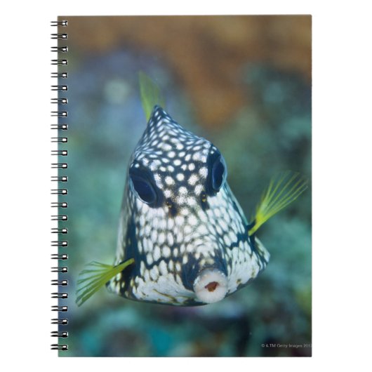 なめらかなトランクフィッシュの水中ビュー(Lactophys) ノートブック (正面)