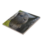 なめらかな、ショートヘア、レモンアグティギニモルモットin Rock タイル (側面)