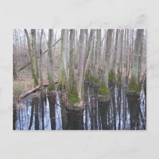 なりすまし状態で ポストカード (正面)