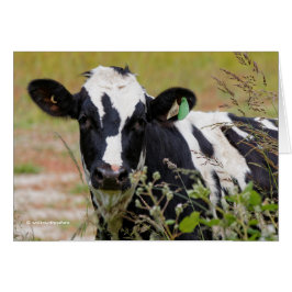 なんてこった!ホルスタイン・フリシア人だ!