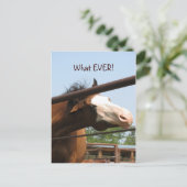 なんでもっと！ ポストカード (スタンド正面)