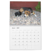 なんと犬か12か月のビーグル犬のカレンダーか-! カレンダー (3月 2027)