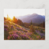 ～におけるルピネとオリンピックの山々の分野 ポストカード (正面)