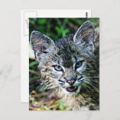 にこやかなボブキャットの子猫 ポストカード (正面/裏面)