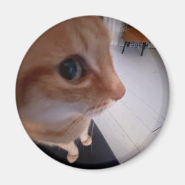 にらみ猫のミーム マグネット