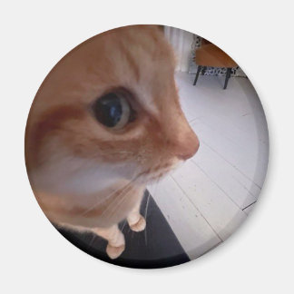 にらみ猫のミーム マグネット