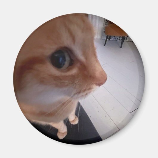 にらみ猫のミーム マグネット (正面)