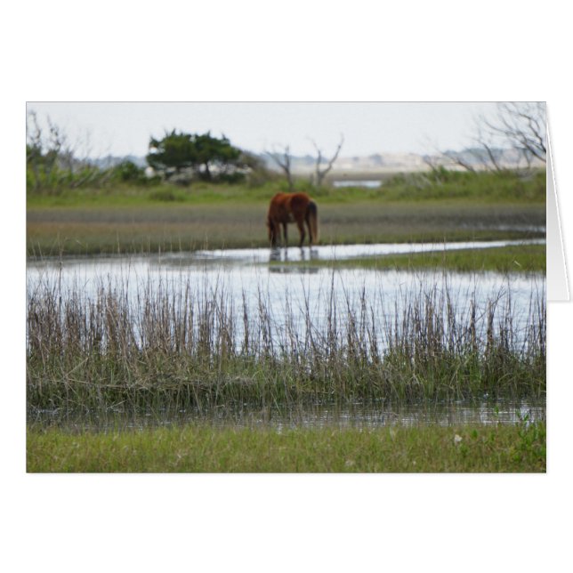 にんじんの島 (正面横)
