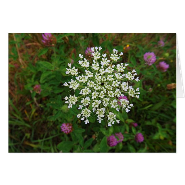 にんじんの花 (正面横)