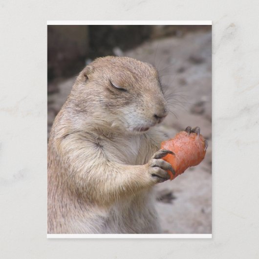 にんじん ポストカード (正面)