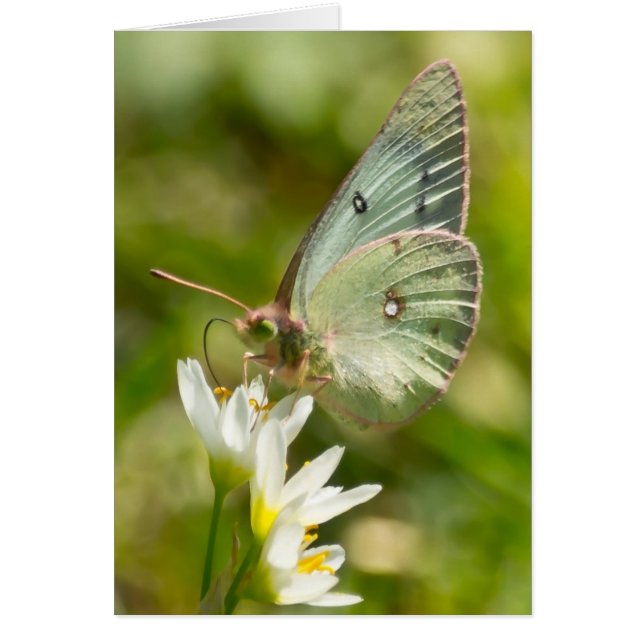 にんにく偽のアパレルとギフトの上のグリーンモス (正面)