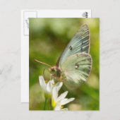 にんにく偽のアパレルとギフトの上のグリーンモス ポストカード (正面/裏面)